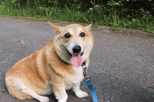 In which we relinquish our corgi to a better place