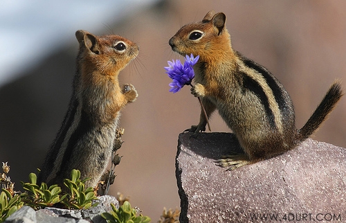 Chipmunks in Love